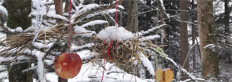 Foto für Wald  Weihnacht - am Bio Erlebnisbauernhof Bruckbacher